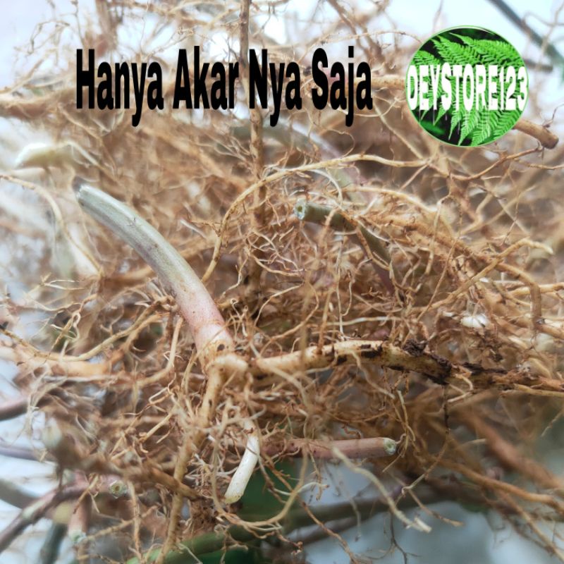 

Akar kate mas segar husus akar 100 grm