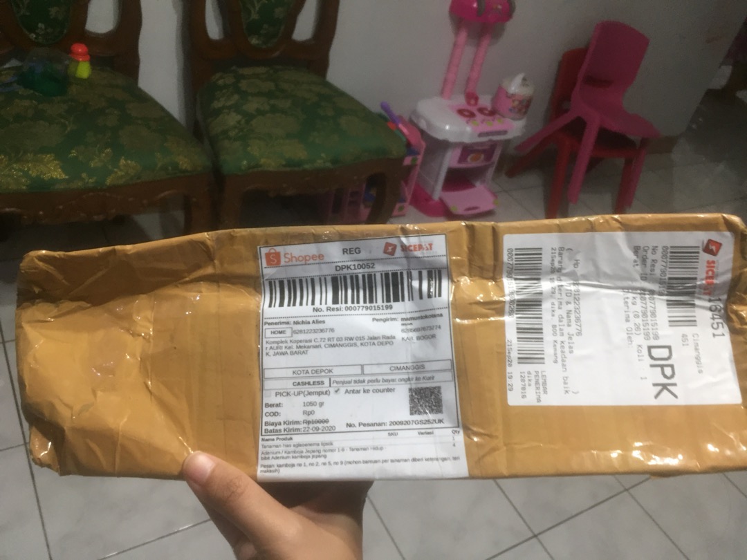 Adenium / Kamboja Jepang  Nomor 1-9 - Tanaman Hidup - Bibit Adenium Kamboja Jepang