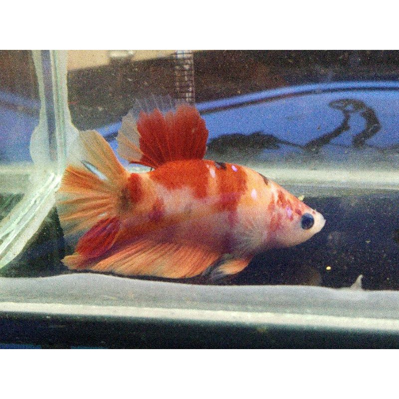 ikan cupang koi Nemo Bonsai