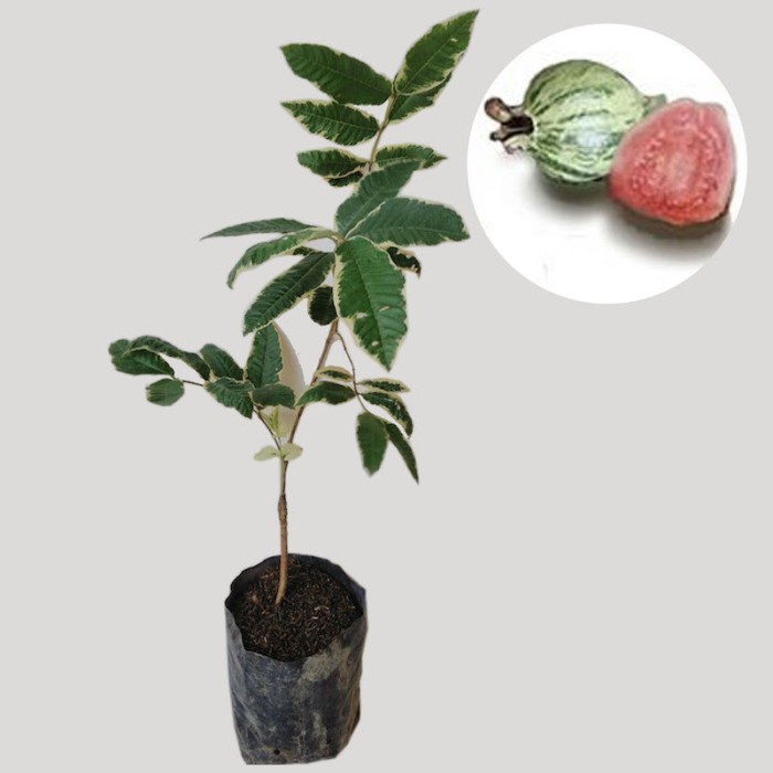 PROMO BIBIT JAMBU VARIGATA BUAH JAMBU VARIGATA POHON JAMBU VARIGATA U