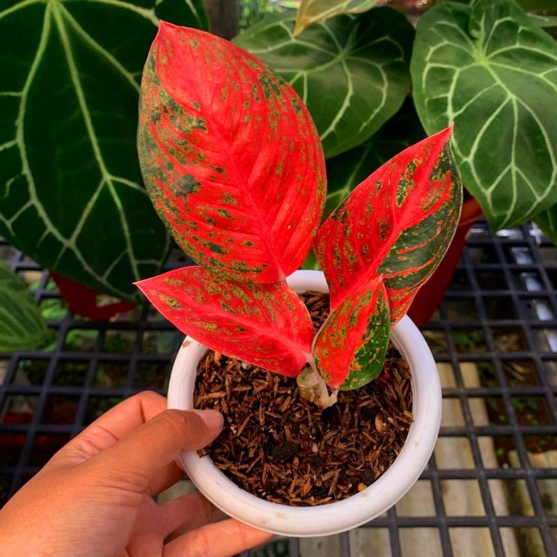 Aglonema Helena Mutasi Full Merah / Bunga Aglonema Helena Remaja