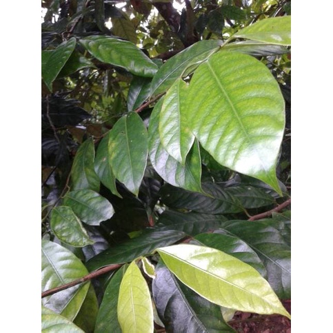 

DAUN PALA SEGAR 100 GRAM