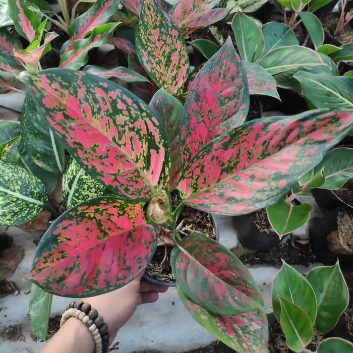  aglonema  red  venus  Shopee Indonesia