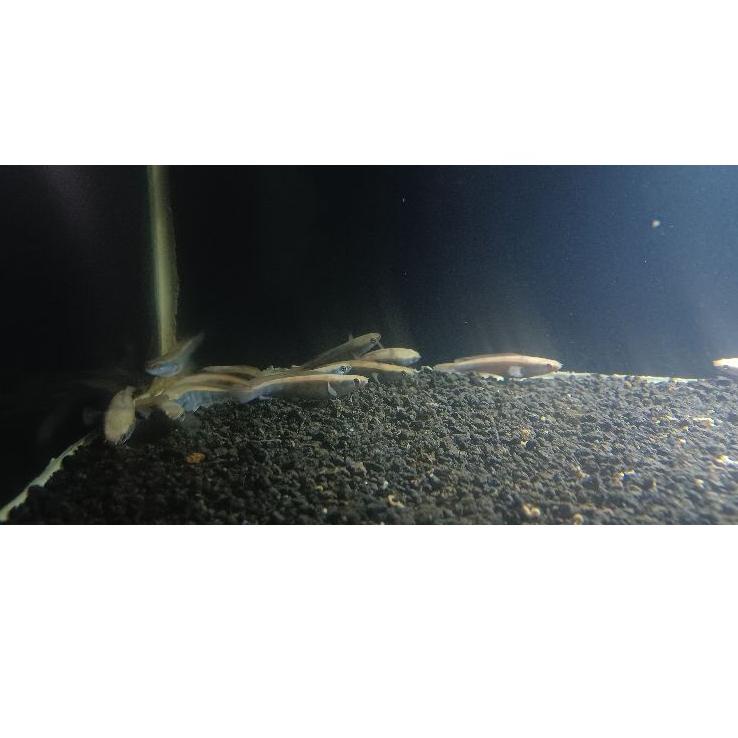 Channa Maru RED Sampit 5 cm asli garansi seumur hidup ➬