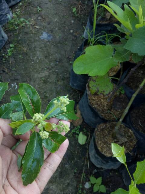 

Bibit Alpukat berbunga