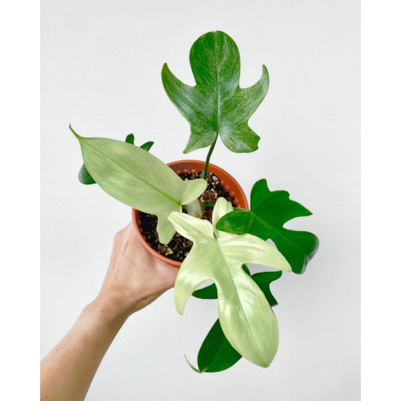 TANAMAN HIAS PHILODENDRON FLORIDA GOST/KUKU BIMA TANAM HIAS LANGKA / UKURAN SEDANG