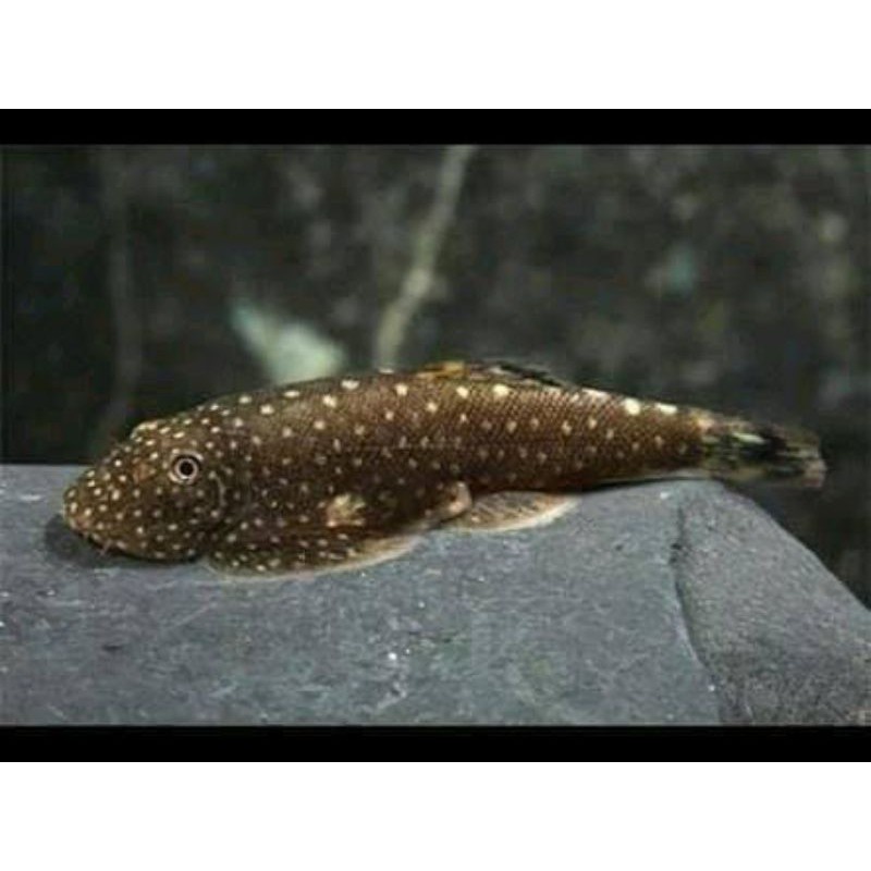 

Borneo Sucker