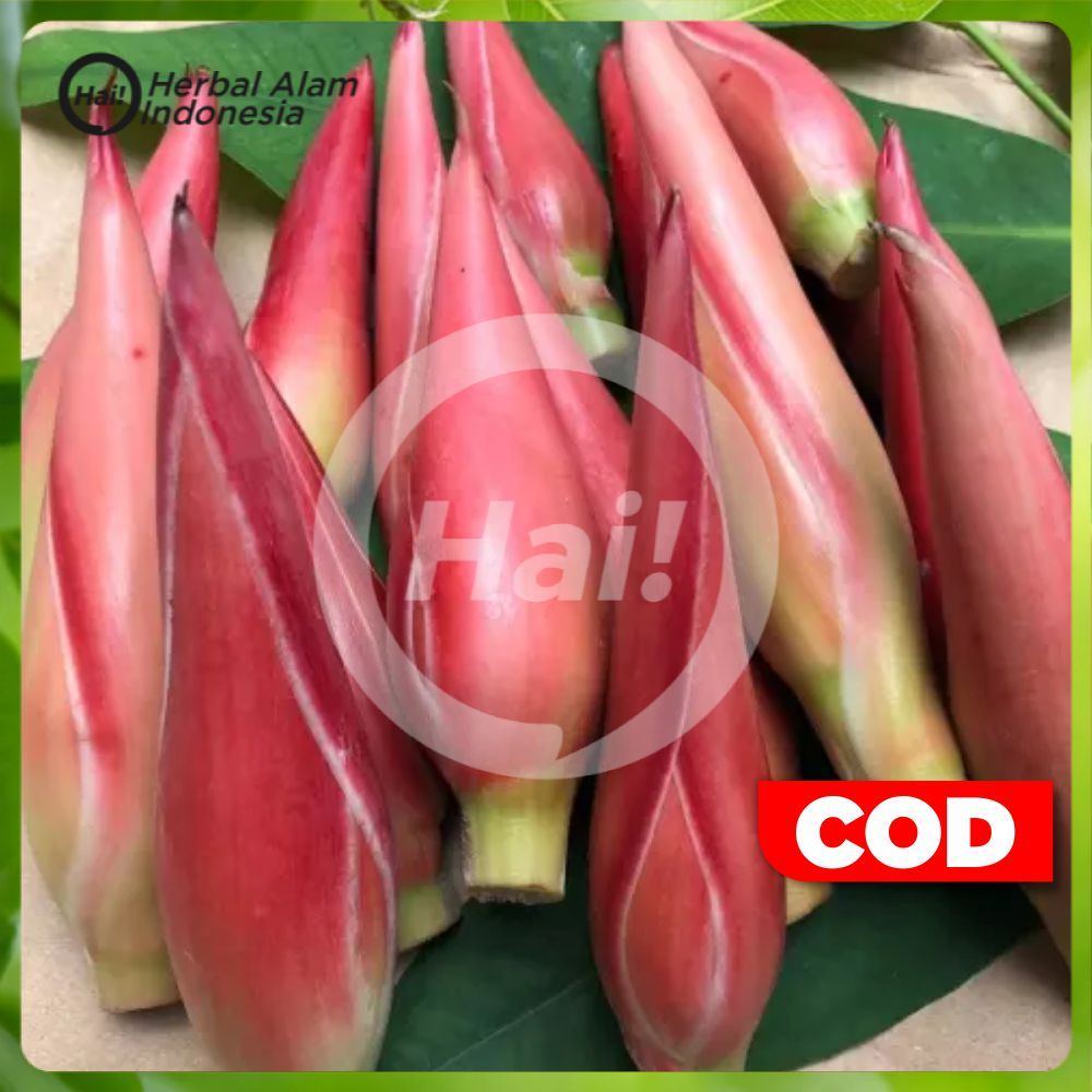 

Bunga Kecombrang Rombeh / Comrang / Bunga Honje Segar Kuncup per 1pcs HAI STORE