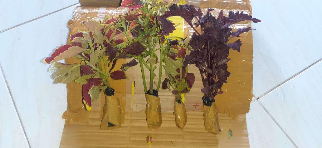 Miana Blaster / Miana Batik