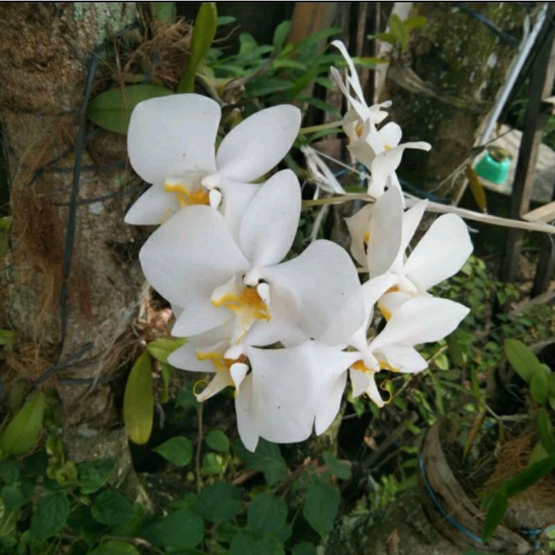 Anggrek Bulan Amabilis Jumbo Spike siap berbunga anggrek bulan bunga putih jumbo