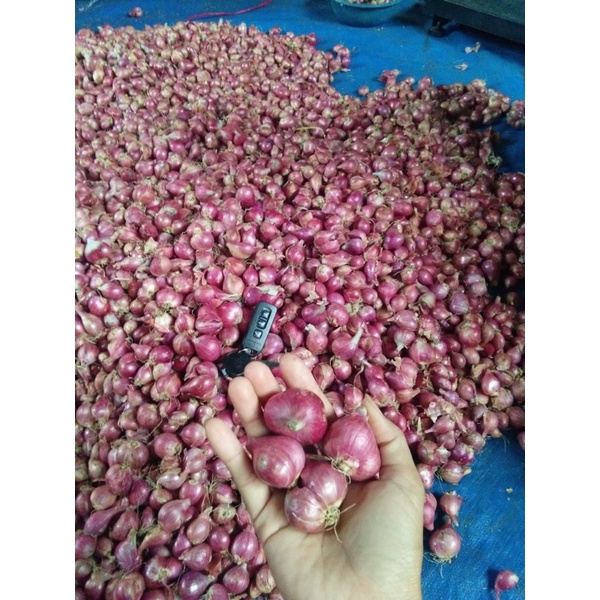 

bawang merah ready