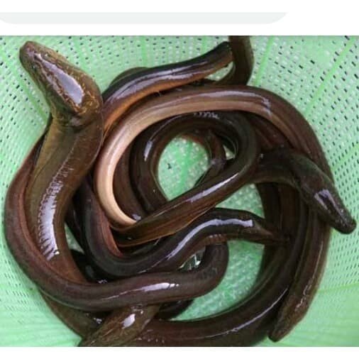 Belu Segar 500 Gram | Shopee Indonesia