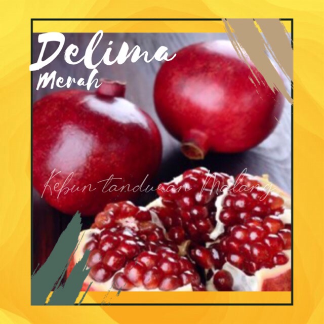 Bibit Tanaman Buah Delima Merah Dwarf Pomegranate Segar