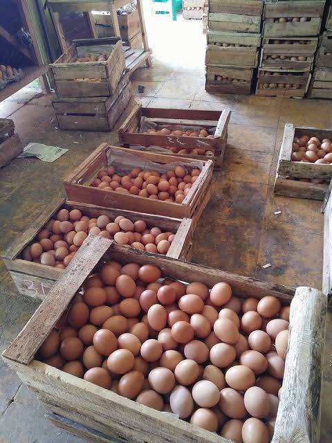 Telur Ayam Khusus Palembang Indonesia