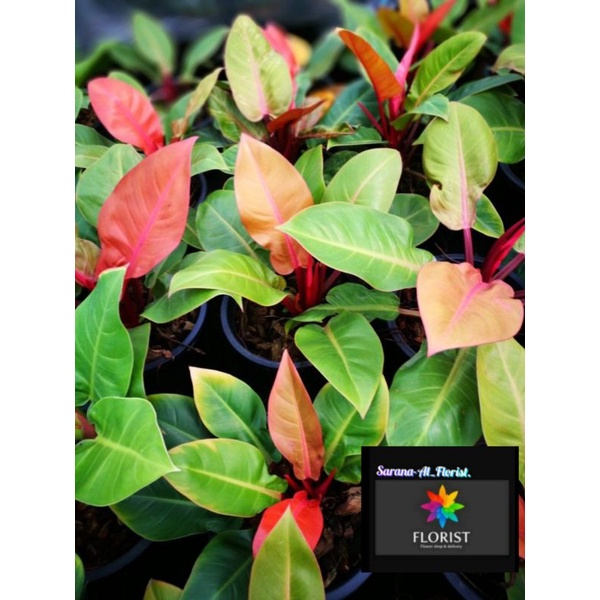 Philodendron orange juice