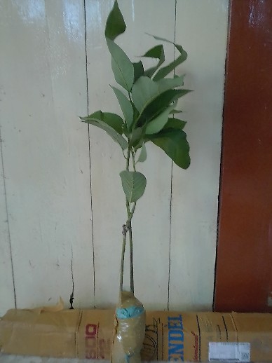 Bibit Alpukat Kendil Super Unggul