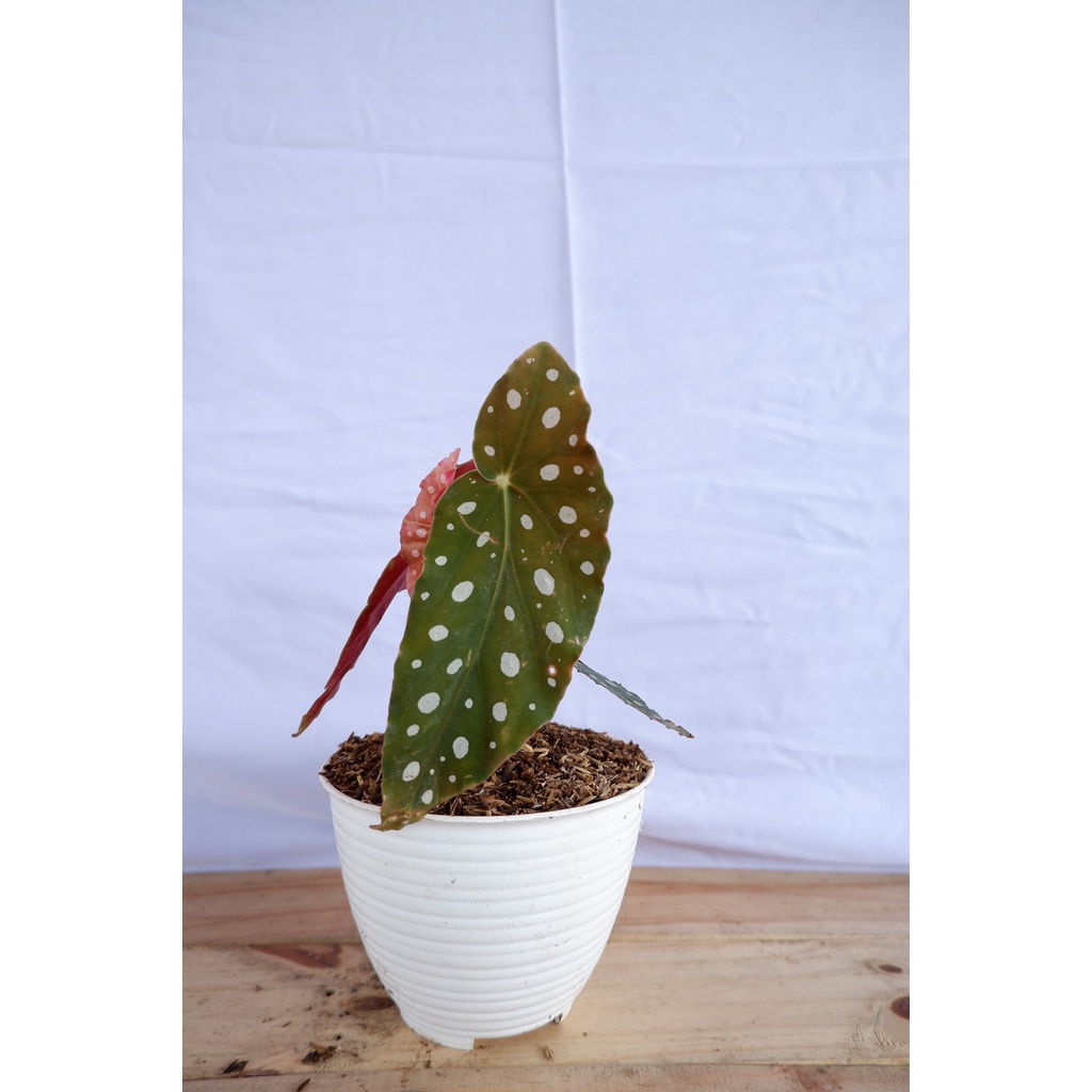 Begonia Polkadot - Tanaman Daun