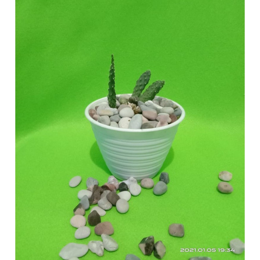 Batu Koral Panca Warna, Batu Hias Pot, Batu Hiasan 500 Gram