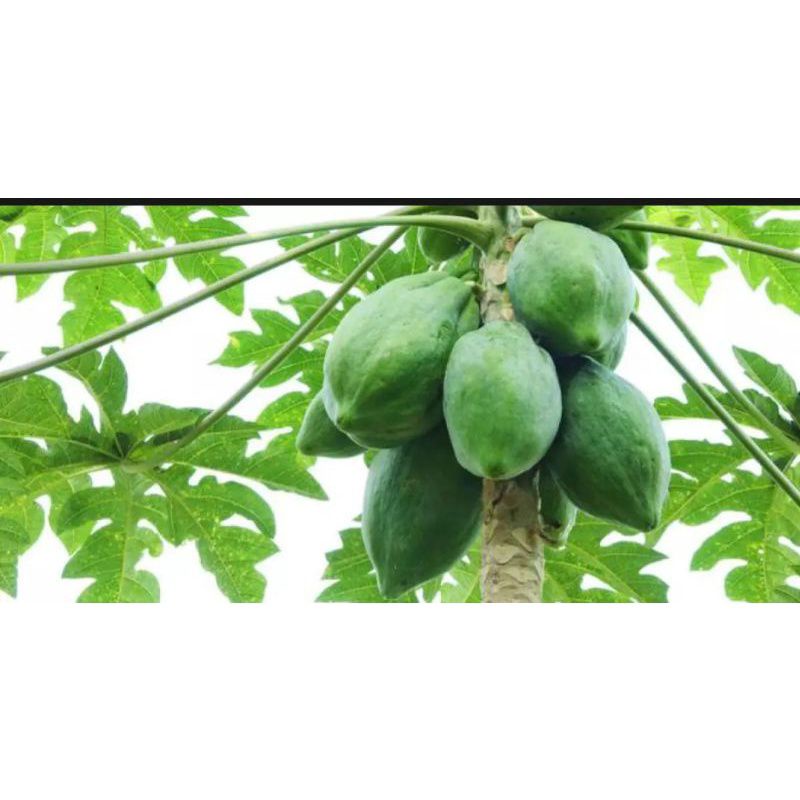 

BUAH PEPAYA MUDA | PEPAYA SAYUR SEGAR