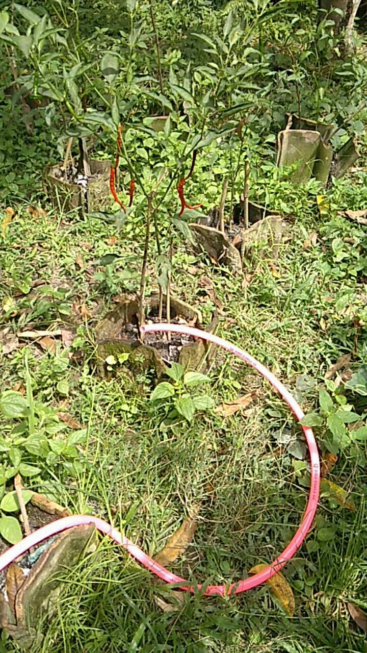 Selang Air Elastis Pvc 5/8 In 20meter