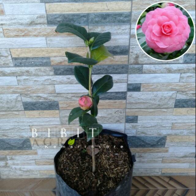 Bibit Tanaman Hias Bunga Camelia Pink/ Bunga Camelia Pink/Tanaman Camelia Pink