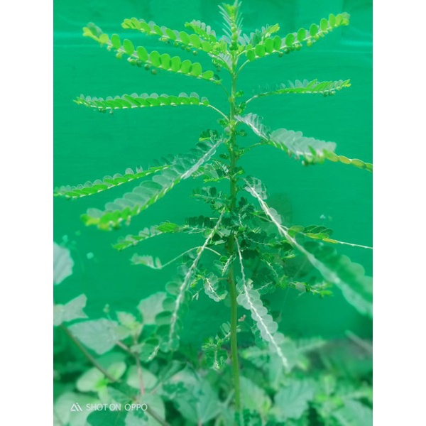 

Daun meniran segar 50gram