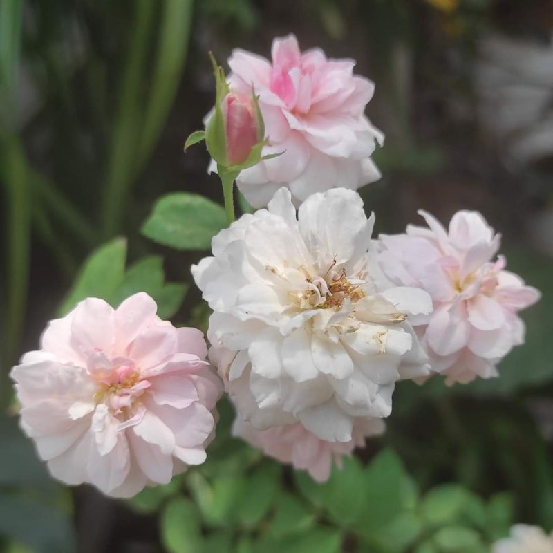 Mawar Import Old Rose Stek Ownroot Cécile Brünner