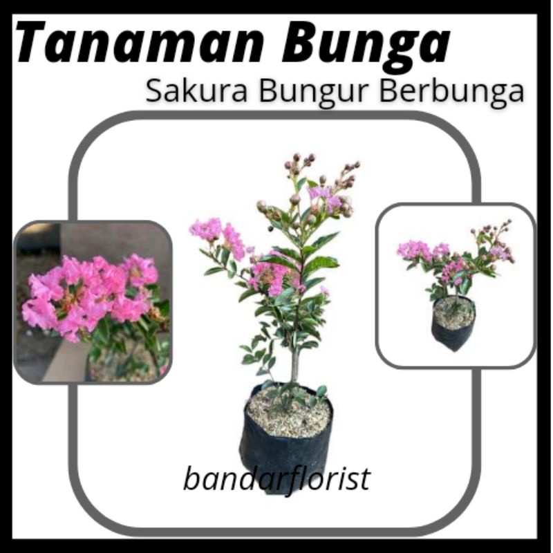 Sakura Bungur lokal pink -Tanaman hias sakura lokal- Siap Berbunga - Warna Pink