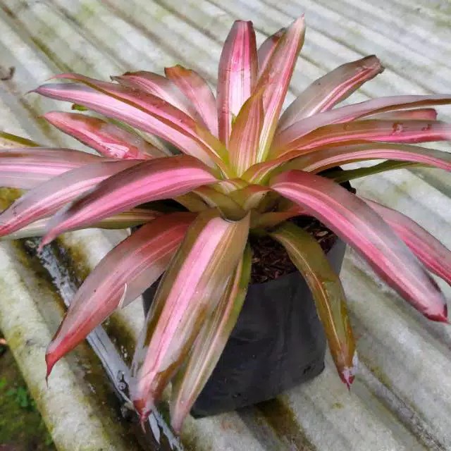 pohon bromel tricolor pohon / bromelia