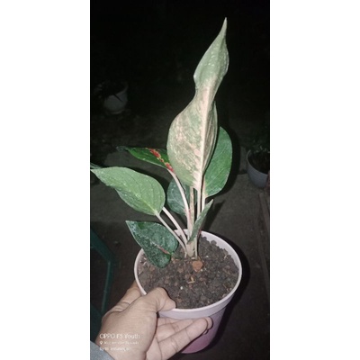 aglonema kochin cameleon