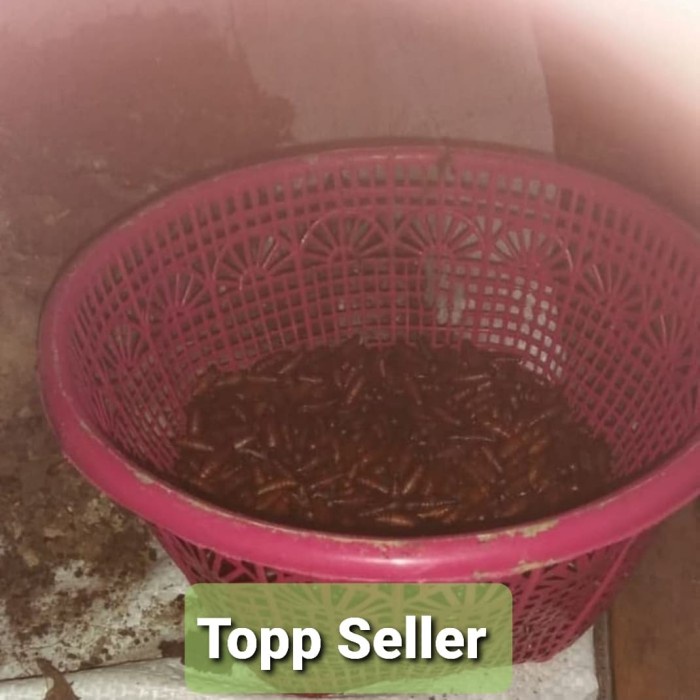 

New ukrung/kepompong ulat jati asli Topp Sellerjawa timur