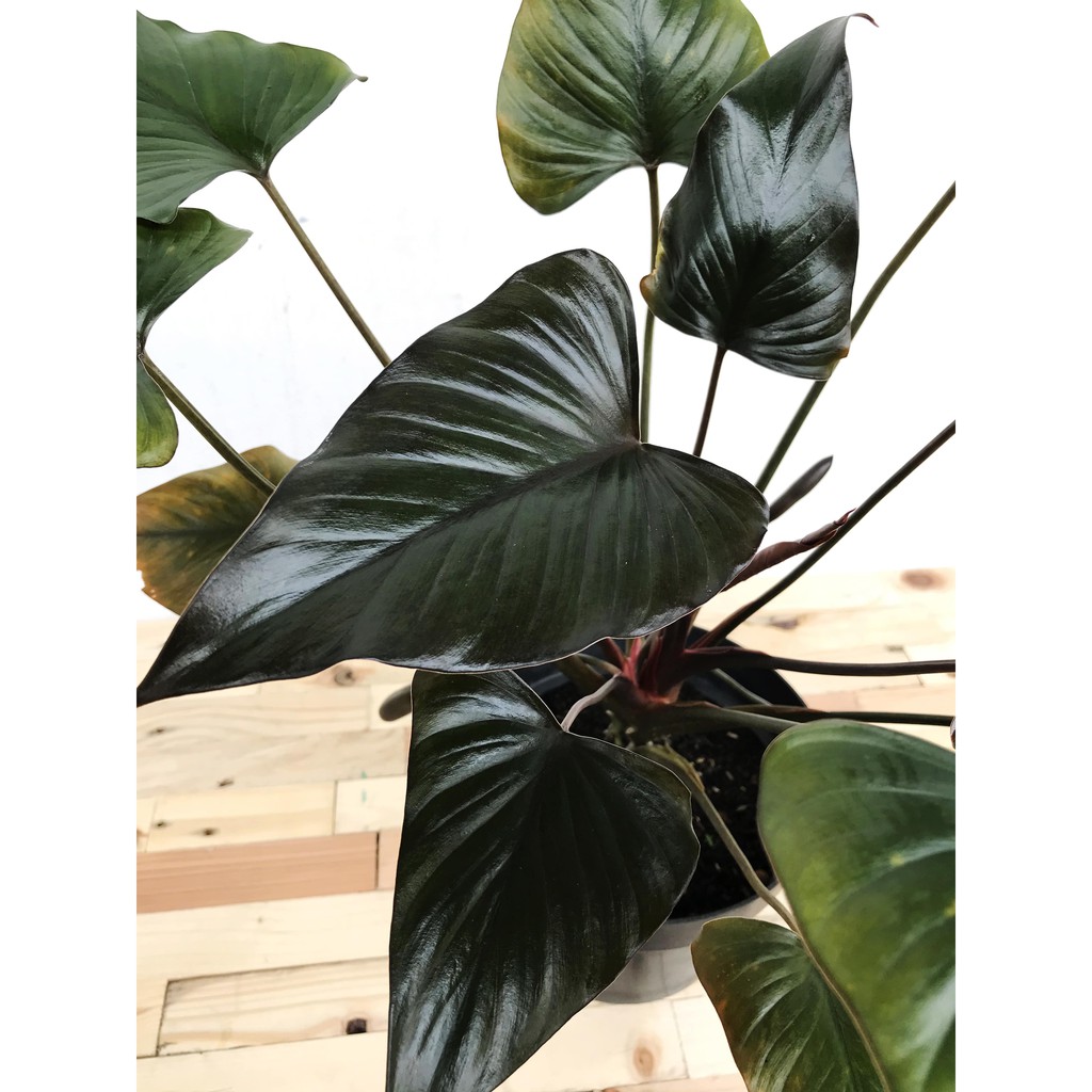 Homalomena Black Beauty/Hitam