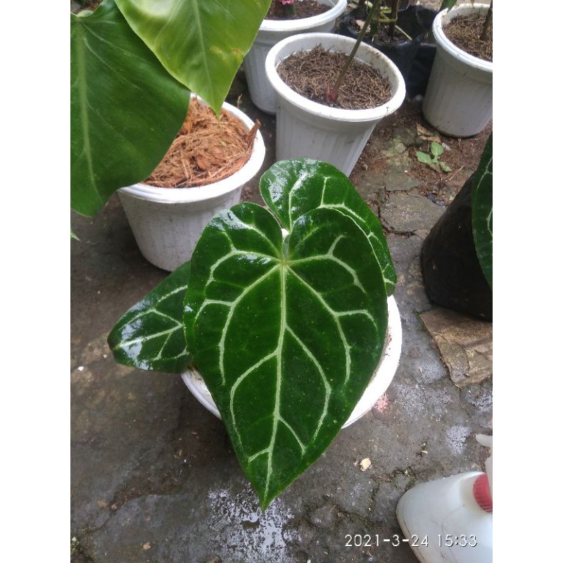 

kuping gajah buludru