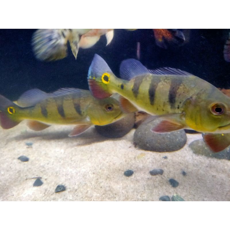 Pbass mono peacockbass mono peacock bass mono 21-23cm