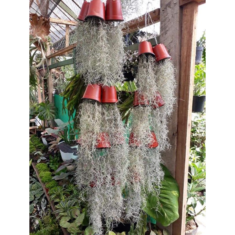 Tanaman Gantung Jenggot musa