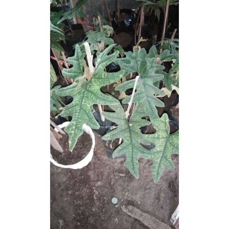 alocasia sp sulawesi