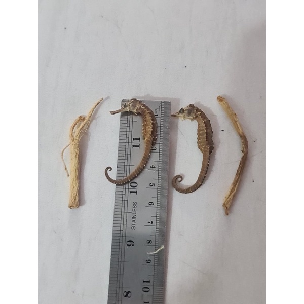 

kuda laut 2 ukuran 5,6cm +akar ginseng