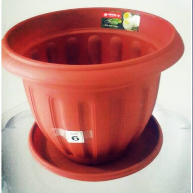 Pot Bunga Lion star No.6 / Lotus Lion star via Gojek