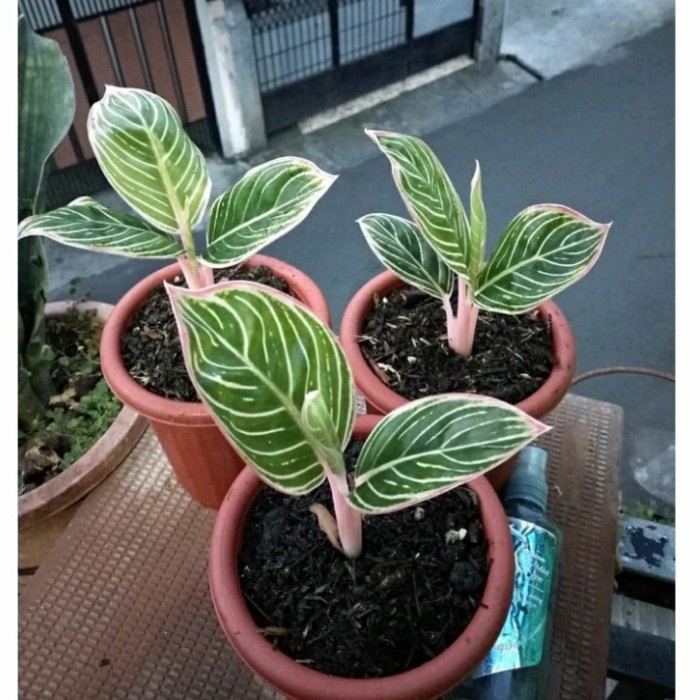 Bibit Bonggol bertunas Aglonema minion Terbaru.