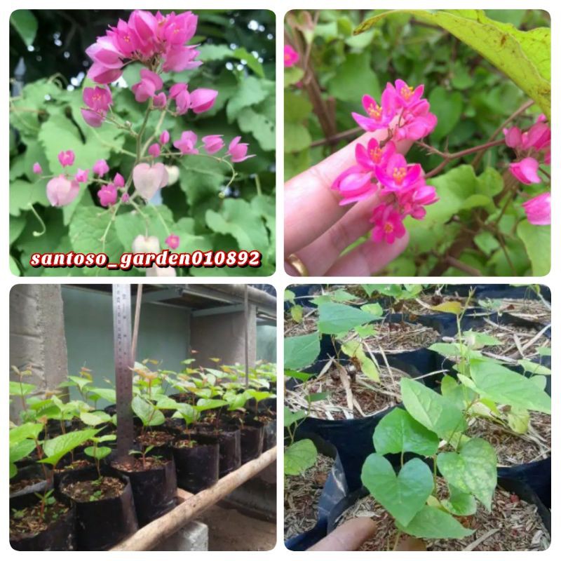 Bibit air mata pengantin ukuran 20 cm