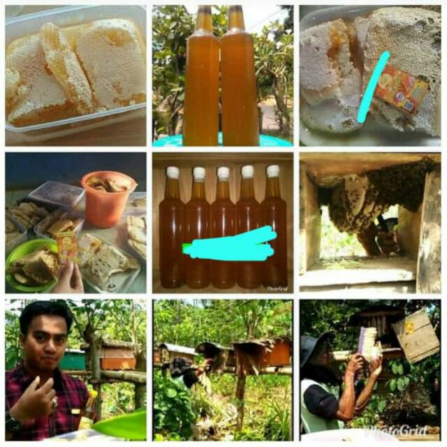 

Madu Sarang Asli, perlu dicoba