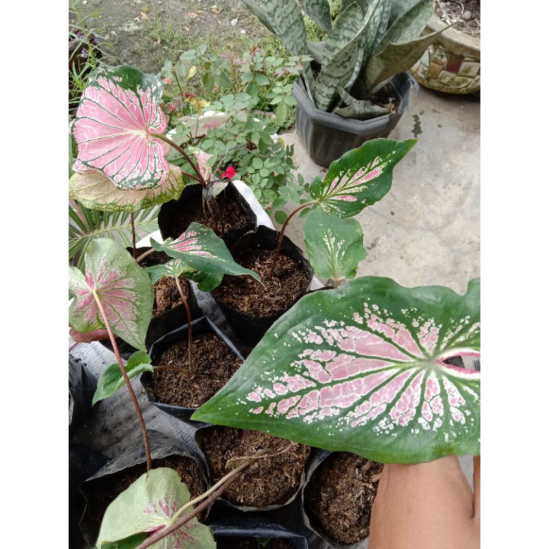 keladi wayang pink/keladi wayang ...