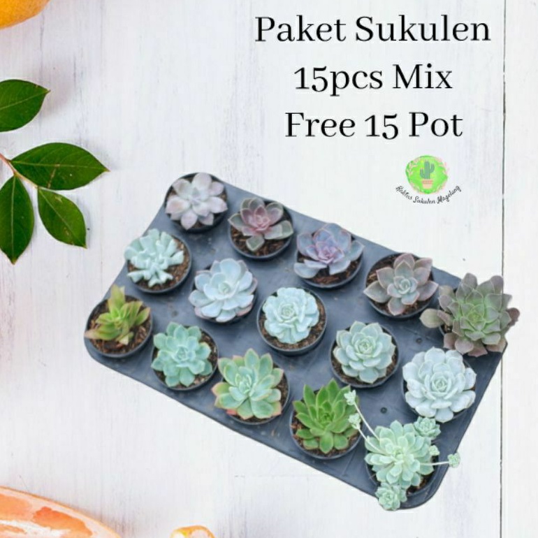 Paket 15Pcs Sukulen Warna-Warni Cantik Bonus Pot