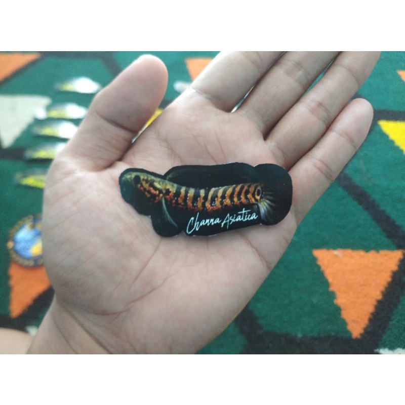 Stiker Channa Asiatica