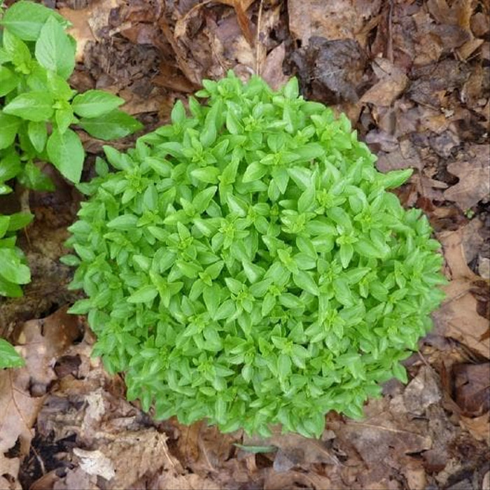 Haira Seed Bibit-Biji Basil Spicy Globe