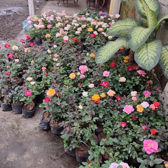 READY TANAMAN BUNGA BEGONIA RED CARPET BEGONIA KARPET MERAH MANTILI TANAMAN BEGONIA