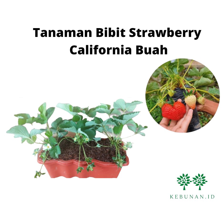 Bibit Strawberry California Berbuah/Tanaman Strawberry Jumbo Berbuah