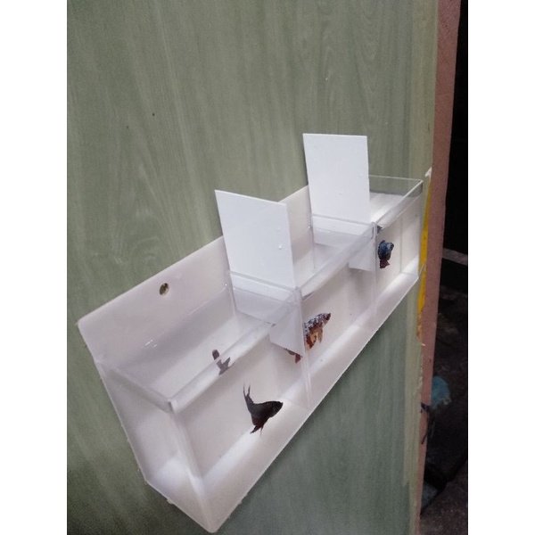 aquarium ikan cupang 3 kamar akrilik 30x5.5x10 cm