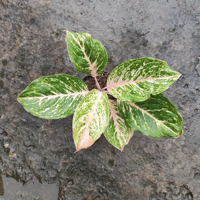 Tanaman Hias Aglonema Bidadari Hijau Dewasa Shopee Indonesia