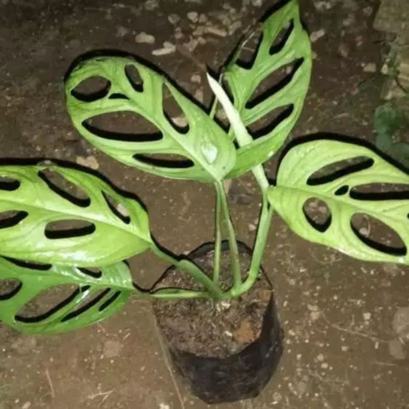 Harga Tanaman Monstera Terbaik Taman Perlengkapan Rumah Februari 2021 Shopee Indonesia